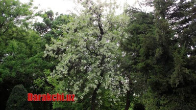 'Бугун Ўзбекистонда булутли об-ҳаво бўлади'ning rasmi