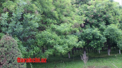 'Бугун Ўзбекистонга Кавказ ҳудудларидан нам ва салқин ҳаво массалари кириб келади'ning rasmi