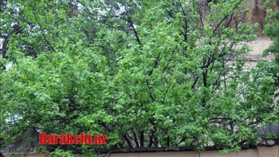 'Ўзбекистон бўйлаб Кавказ ҳудудларидан салқин ҳаво кириб келади. "Ўзгидромет" жорий ҳафта кутилаётган об-ҳаво маълумотини эълон қилди'ning rasmi