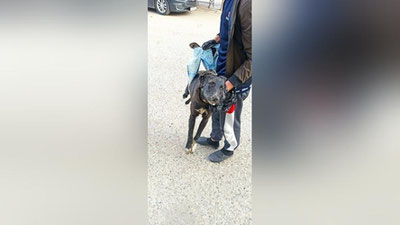 Изрображение 'Жители махалли в Бухаре пожаловались на травлю собак'