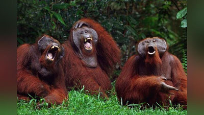 Изрображение 'На смену ковиду: как минимум в 10 странах мира зафиксирована вспышка оспы обезьян'