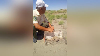 Изрображение 'Варана, заползшего в жилище человека в Бухаре, выпустили в пустыню (видео)'