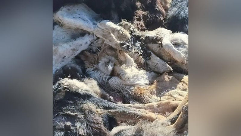 Изрображение 'В Нукусе  - массовое убийство собак: ОЗЖ «Mehr va Oqibat» просит правоохранителей найти виновных'