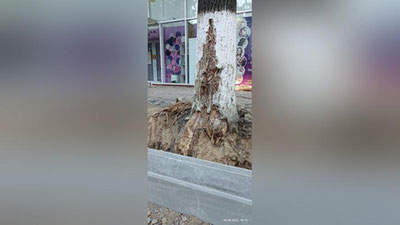 Изрображение 'Десятки деревьев оказались повреждены в ходе реконструкции улицы Чиланзарской в Ташкенте'