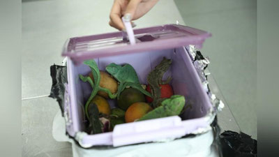 'Toshkentda qiymati qariyb 55 million bo`lgan buqalamunlarni noqonuniy olib o`tayotganlar aniqlandi'ning rasmi