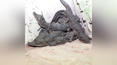 Изрображение 'В Ташкентском зоопарке рассказали подробности о 57-ми новых обитателях (видео)'