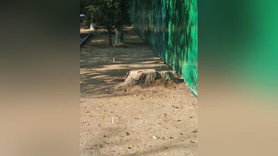 Изрображение 'Еще одна зеленая зона в Ташкенте стала жертвой застройщика (фото)'