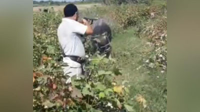 'Namanganda paxta maydoniga kirib ketgan ho`kiz otib o`ldirildi'ning rasmi