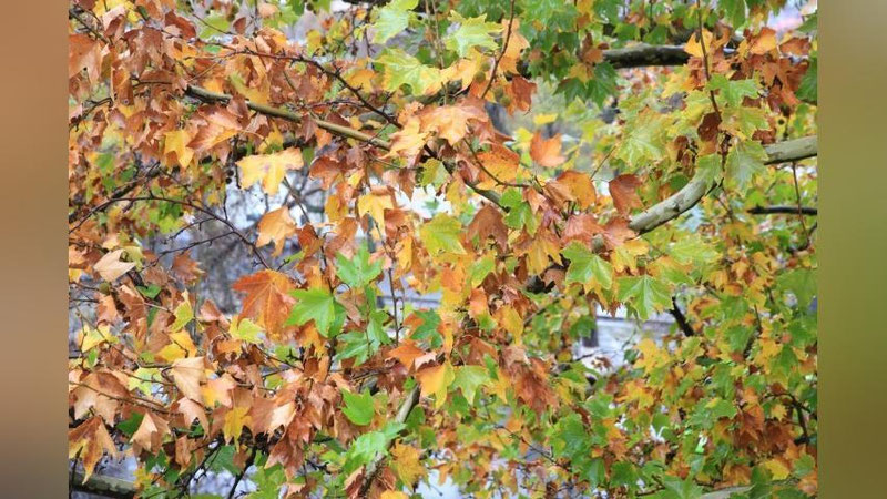 Изрображение 'В Узбекистане потеплеет до +23: погода на рабочую неделю'