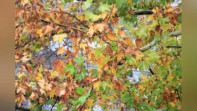 Изрображение 'В Узбекистане потеплеет до +23: погода на рабочую неделю'