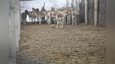 Изрображение 'Туркменские куланы переселяются из питомника "Джейран" в заповедник в Каракалпакстане'