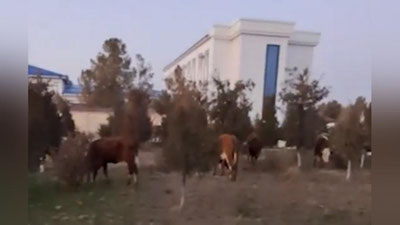 Изрображение 'Фермер, пригнавший скот к хокимияту в Гузаре, арестован на 7 суток'