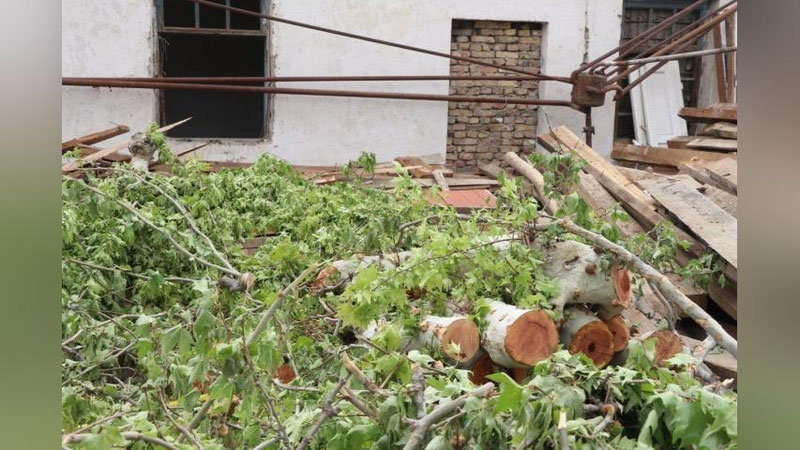 'Andijonda 50-60 yillik daraxtlar kesib tashlandi'ning rasmi