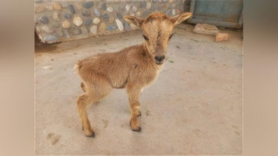 Изрображение 'В Термезском зоопарке произошло пополнение'
