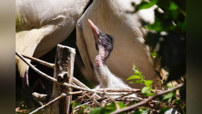 Изрображение 'В Ташкентском зоопарке вылупились птенцы священных ибисов'