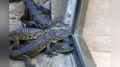 Изрображение 'Как освоились в Ташкентском зоопарке 57 детенышей нильских крокодилов?'