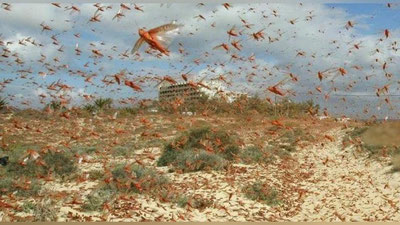 Изрображение 'Костанайскую область Казахстана атаковали гигантские стаи саранчи (видео)'