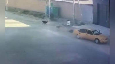 'Samarqandda taksi haydovchisi yosh bolani itlar hujumidan qutqarib oldi (video)'ning rasmi