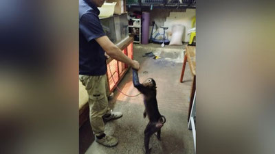 Изрображение 'Обезьяну "выгуливали" сотрудники цирка: столичные экологи прокомментировали видео'