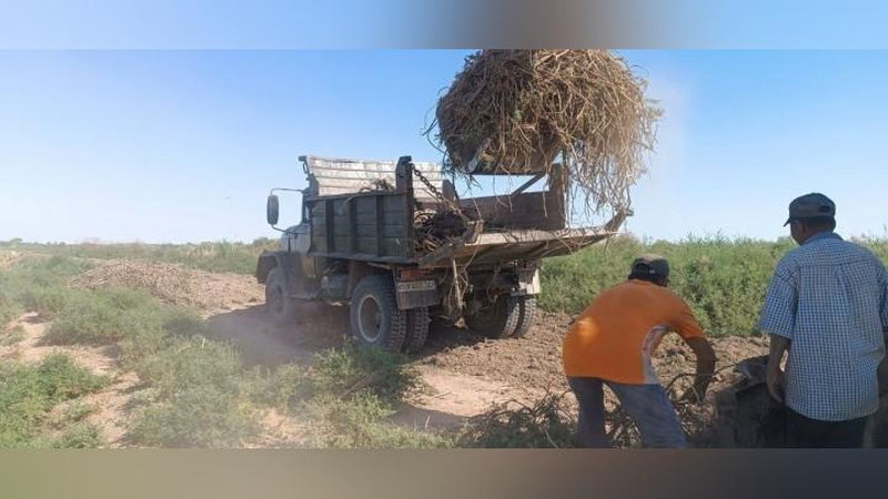 Изрображение 'В Каракалпакстане незаконно выкопали 2592 кг корней солодки'