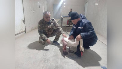 Изрображение 'В Бухарской области ветеринары взяли под опеку лебедя с поврежденным крылом'