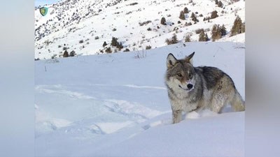 Изрображение 'Редкие животные Чаткальского заповедника попали на кадры фотоловушки (видео)'