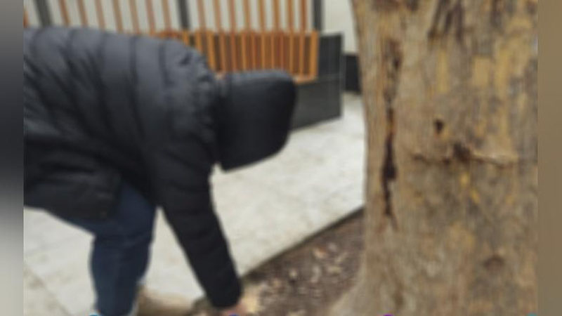 'Toshkentda psixotrop moddalarni daraxt tagidan kovlab olayotgan shaxs qo`lga olindi'ning rasmi