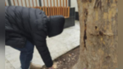 'Toshkentda psixotrop moddalarni daraxt tagidan kovlab olayotgan shaxs qo`lga olindi'ning rasmi