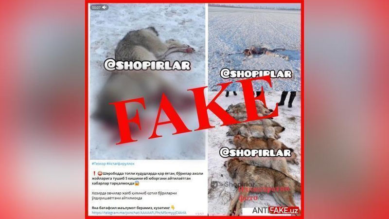 Изрображение 'Был ли факт нападения волков на людей в Шерабаде?'