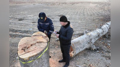 Изрображение 'В Андижанской области неизвестные лица спилили 6 огромных чинар (фото)'