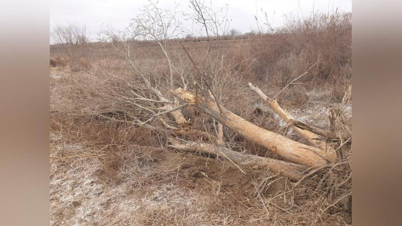 Изрображение 'Фермер в Хорезмской области незаконно выкорчевал 31 дерево'