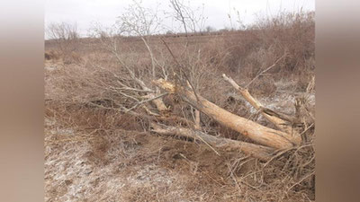Изрображение 'Фермер в Хорезмской области незаконно выкорчевал 31 дерево'
