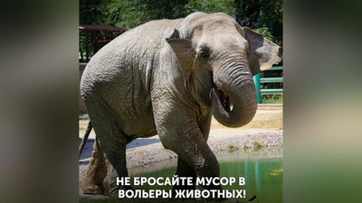 Изрображение 'В Ташкентском зоопарке слониха проглотила пакетик от сухариков, брошенный посетителями'