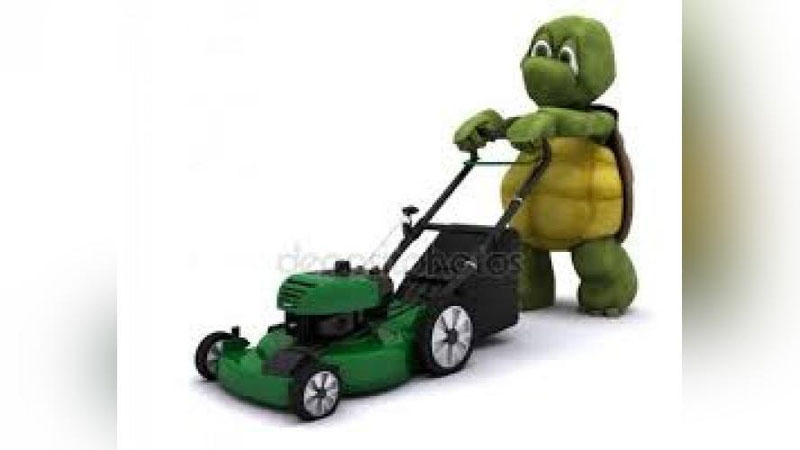 'Toshbaqa maysaqirqarni ta`qib etdi (Video)'ning rasmi