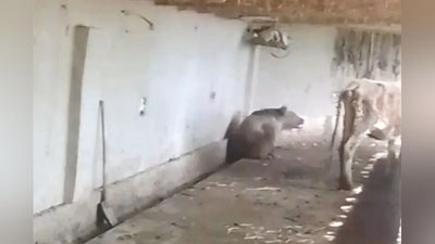 Изрображение 'В Минприроды подтвердили факт расправы над медведем в Чиракчи'