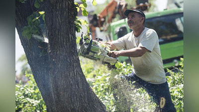 'Дарахтлар ва буталарни кесишга рухсатнома бериш ҳам Давлат хизматлари марказлари томонидан амалга оширилади'ning rasmi