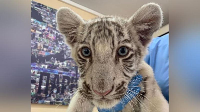 Изрображение 'Узбекистанец пытался вывезти из Краснодара в Ташкент детенышей леопарда (видео)'