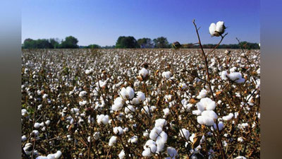 'Paxta hosilini talon-toroj qilgan shaxslarga nisbatan jinoyat ishi qo`zg`atildi'ning rasmi