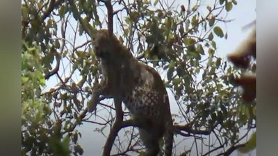 'Hindistonda maymunni quvlayotgan leopard daraxtda qolib ketdi (Video)'ning rasmi