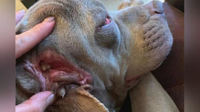 'Ikkinchi jag` bilan tug`ilgan ko`ppak 'ning rasmi