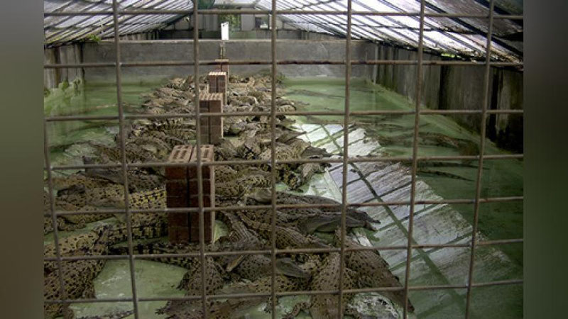 Изрображение 'АМЕРИКАНЕЦ ПРЫГНУЛ В БАССЕЙН С КРОКОДИЛАМИ И ТУТ ЖЕ ПОЖАЛЕЛ (ВИДЕО)'