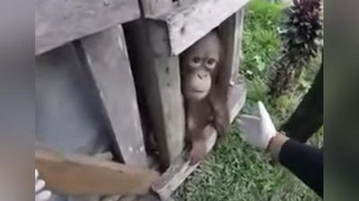 '​Индонезияда 2 йил давомида ёғоч қутида сақланган орангутан озод қилинди'ning rasmi