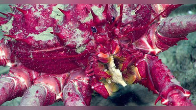 'Ummonosti mahluqlari suratga olindi (Video)'ning rasmi