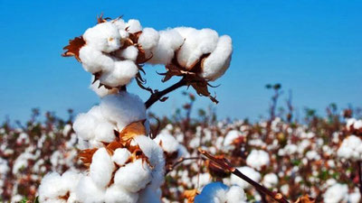 'Paxta yig`im-terimida qo`shib yozgan hokim ishdan olindi'ning rasmi