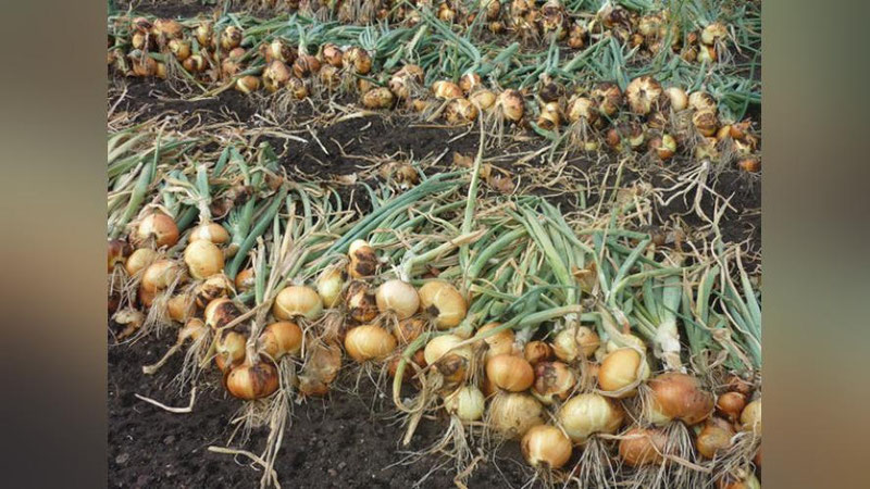 Изрображение 'ПРЕЗИДЕНТ РАСПОРЯДИЛСЯ ЗАЛОЖИТЬ УРОЖАЙ ОВОЩЕЙ К РАННЕЙ ВЕСНЕ'