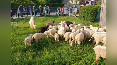 'Fransiyada 15 ta qo`y maktabga qabul qilindi 'ning rasmi