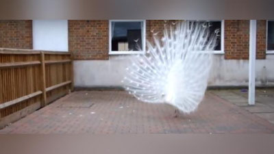 Изрображение 'ПОЛЬЗОВАТЕЛЕЙ СЕТИ ПОКОРИЛ РОСКОШНЫЙ ХВОСТ БЕЛОГО ПАВЛИНА (ВИДЕО)'