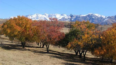 Изрображение 'Какая погода ожидается в Узбекистане 19 февраля?'