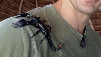 '​Самолёт бортида йўловчини чаён чақиб олди'ning rasmi