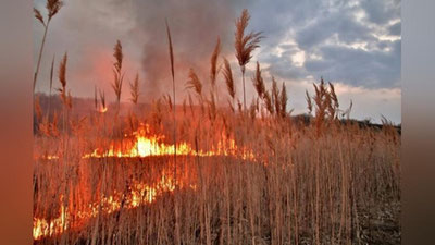 Изрображение 'В Самаркандской области сгорело пшеничное поле'